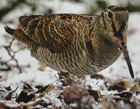 Islay Woodcock